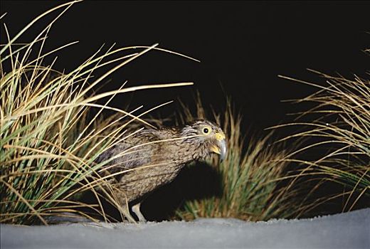 食肉鹦鹉,啄羊鹦鹉,觅食,高山,植物,夜晚,冬天,福克斯冰川,西区国家公园,新西兰