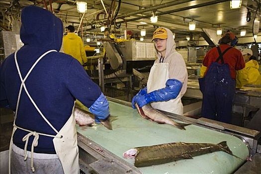 三文鱼,处理,工厂,阿拉斯加,美国,北美