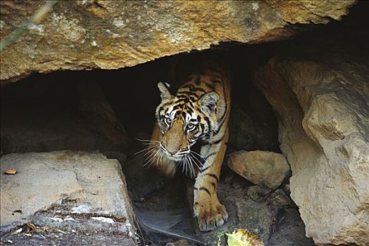 孟加拉虎,虎,幼小,出现,洞穴,班德哈维夫国家公园,印度