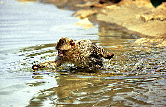 叟猴,水中