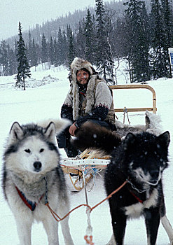瑞典,男人,坐,雪撬,雪橇狗