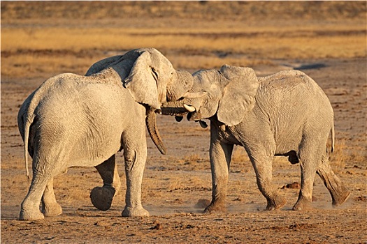 非洲象,争斗