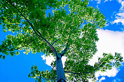 仰视,树干,蓝天