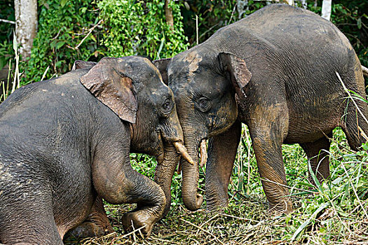 婆罗洲,俾格米人,大象,象属,幼小,争斗,京那巴丹岸河,马来西亚