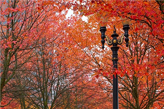 秋色,波特兰,俄勒冈,市区,城市公园
