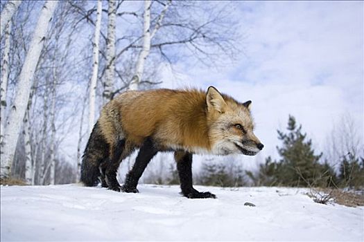 红狐,冬天,明尼苏达,美国