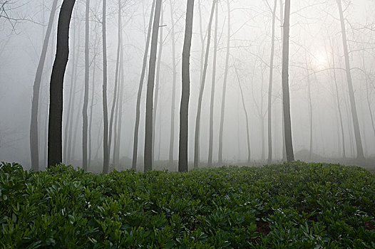 林中迷雾