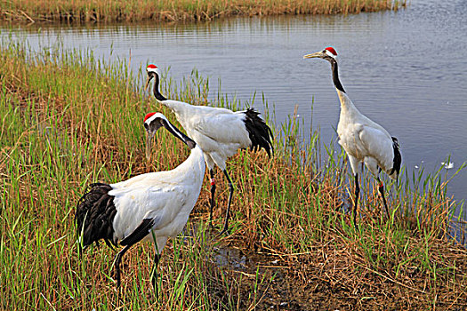 扎龙自然保护区