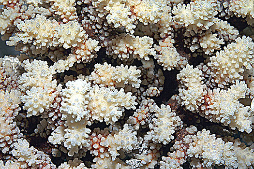 特写,表面,珊瑚