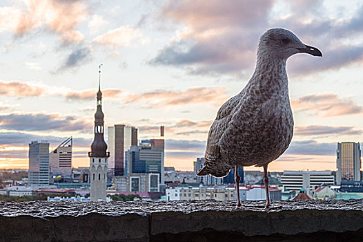 海鸥,站立,正面,塔林,城市,爱沙尼亚