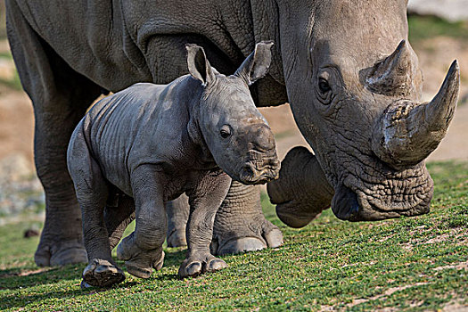 白犀牛,母亲,非洲