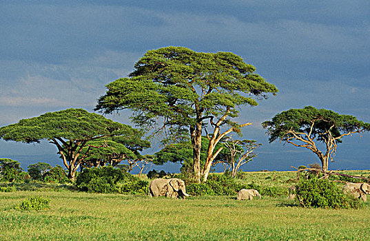 非洲象,群,马赛马拉,公园,肯尼亚