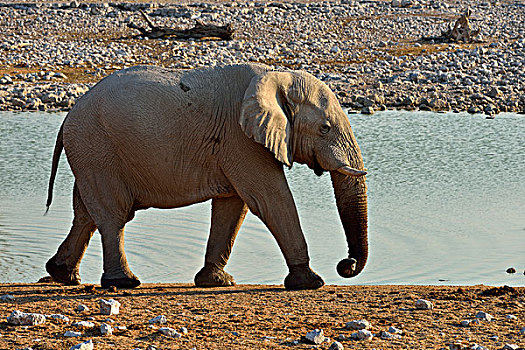 非洲象,老,雄性动物,水坑,埃托沙国家公园,纳米比亚,非洲