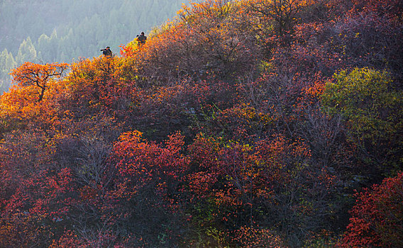 山东省潍坊市青州市红叶谷秋天的景色