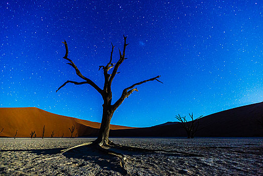 枯木,月光,死亡谷,索苏维来地区,纳米比亚,非洲