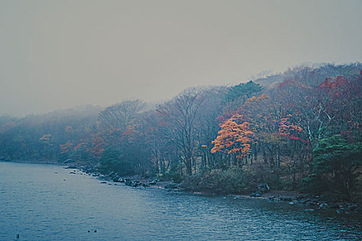 秋天,树,箱根,神奈川,日本