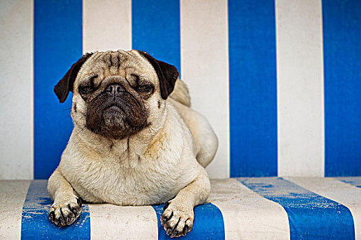 哈巴狗,卧,带篷沙滩椅,石荷州,德国,欧洲