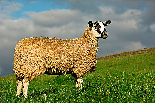 家羊,羊羔,站立,草场,英格兰,欧洲
