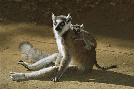节尾狐猴,狐猴,幼仔,背影,马达加斯加