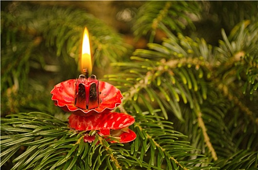 圣诞树,蜡烛