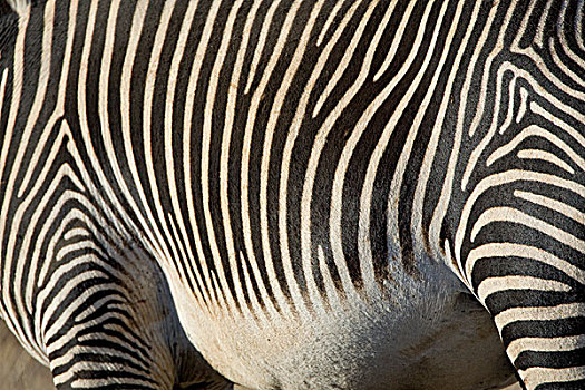斑马,细纹斑马,躲藏,莱瓦野生动物保护区,北方,肯尼亚