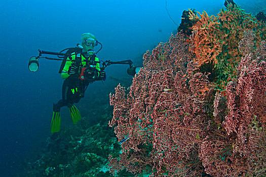 靠近,大,珊瑚海扇,班达海,印度尼西亚