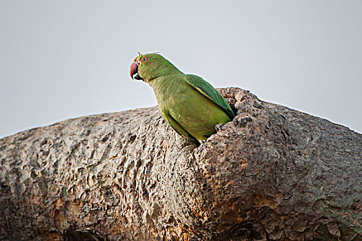 长尾鹦鹉,树林,国家公园,古吉拉特,印度,亚洲