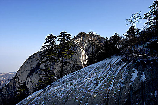 苍龙岭眺望华山松