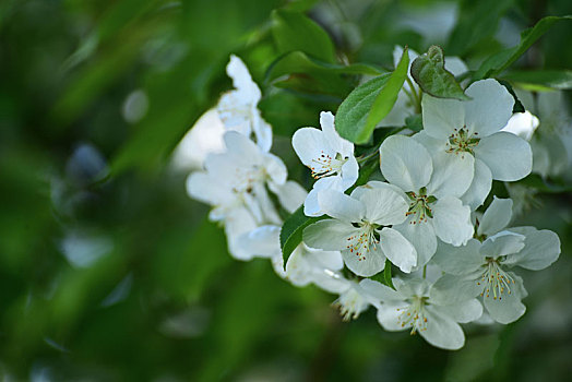 海棠花开