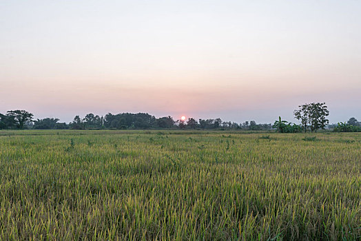 黄昏时分的农田,泰国乡村夕阳下的麦田