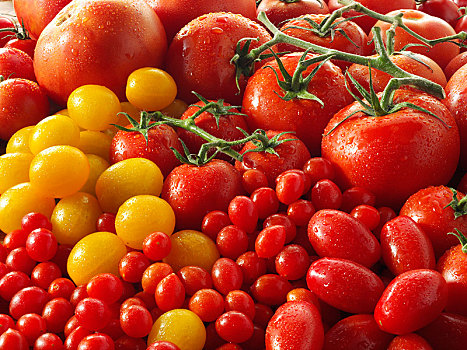 混合,黄色,红色,西红柿茎