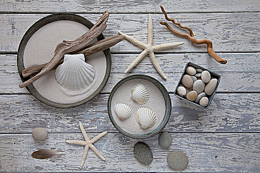 静物,天然材料,海贝,石头,海星,浮木