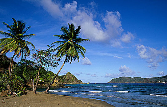 多巴哥岛,海滩,椰树,树