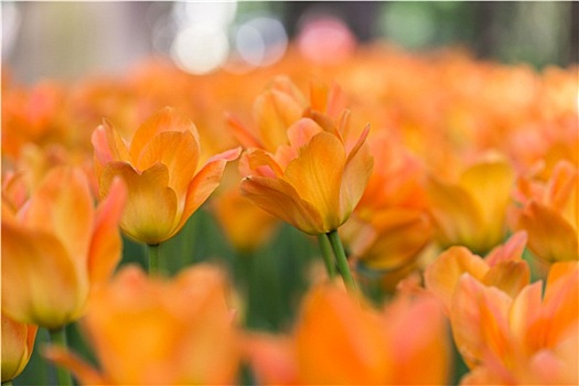 鲜明,花,彩色,郁金香,花园