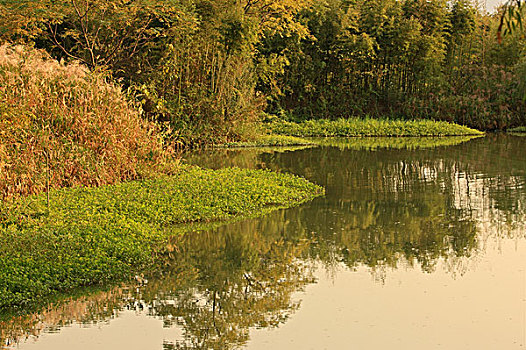 秋天的杭州西溪湿地