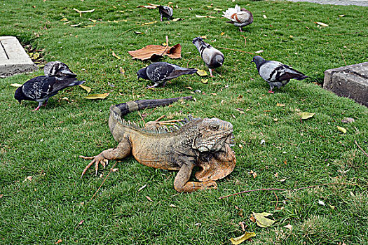 绿色,鬣蜥蜴,公园,瓜亚基尔,厄瓜多尔,南美