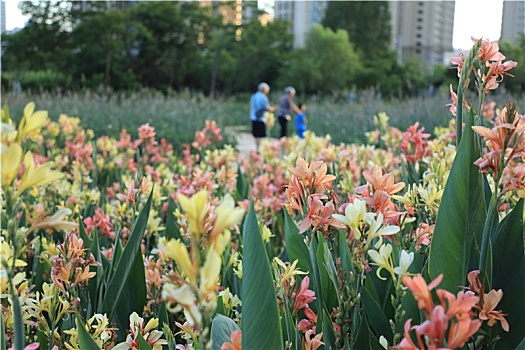 山东省日照市,湿地公园鲜花怒放,市民前来打卡络绎不绝