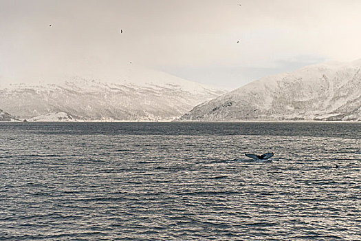 驼背鲸,特罗姆瑟,挪威