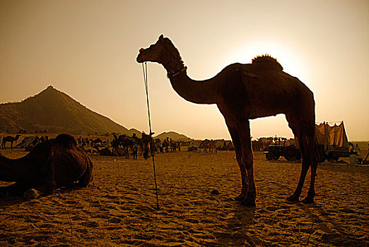 印度,拉贾斯坦邦,普什卡,骆驼,节日,沙,户外,城市