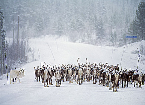 牧群,驯鹿,雪中