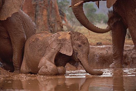 非洲象,孤儿,浴室,东察沃国家公园,肯尼亚
