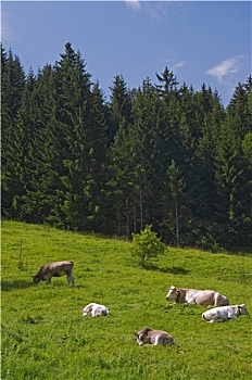 阿尔卑斯草甸,母牛