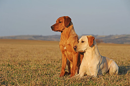 拉布拉多犬,黄色,两个男人,坐,靠近,相互,草地