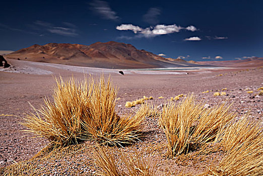 高原,草,挨着,盐湖,荒芜,阿塔卡马沙漠,智利