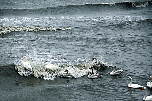 烟敦角天鹅在风雨中冲浪