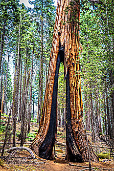 间隙,巨杉,树,优胜美地国家公园,加利福尼亚,美国