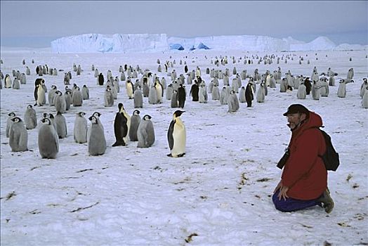 英国人,生物学家,帝企鹅,栖息地,威德尔海,南极