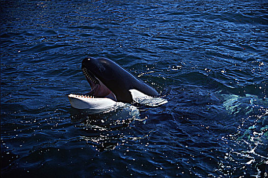 逆戟鲸,温哥华岛,不列颠哥伦比亚省,加拿大