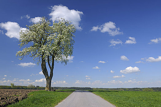 盛开,樱桃树,小路,奥登瓦尔德,黑森州,德国