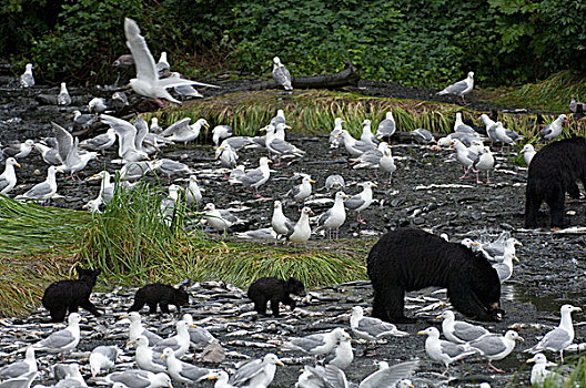 黑熊,美洲黑熊,雌性,幼兽,捕鱼,粉色,三文鱼,围绕,海鸥,阿拉斯加